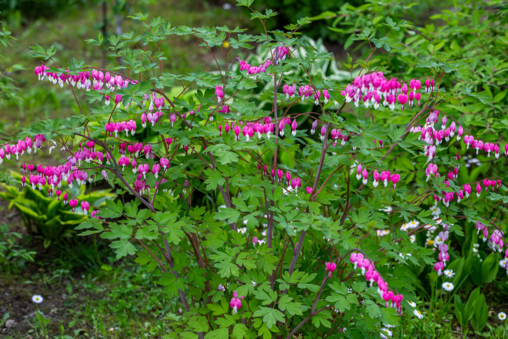 Bright pink bleeding heart blooms among bright green leaves