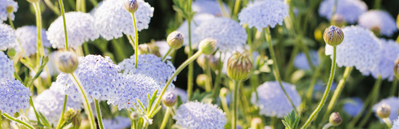 Blue Lace Seeds