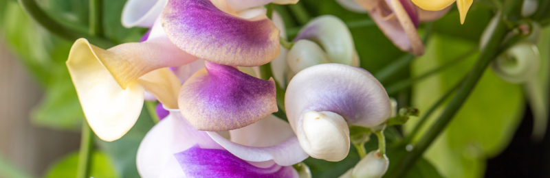 Corkscrew Vine Seeds