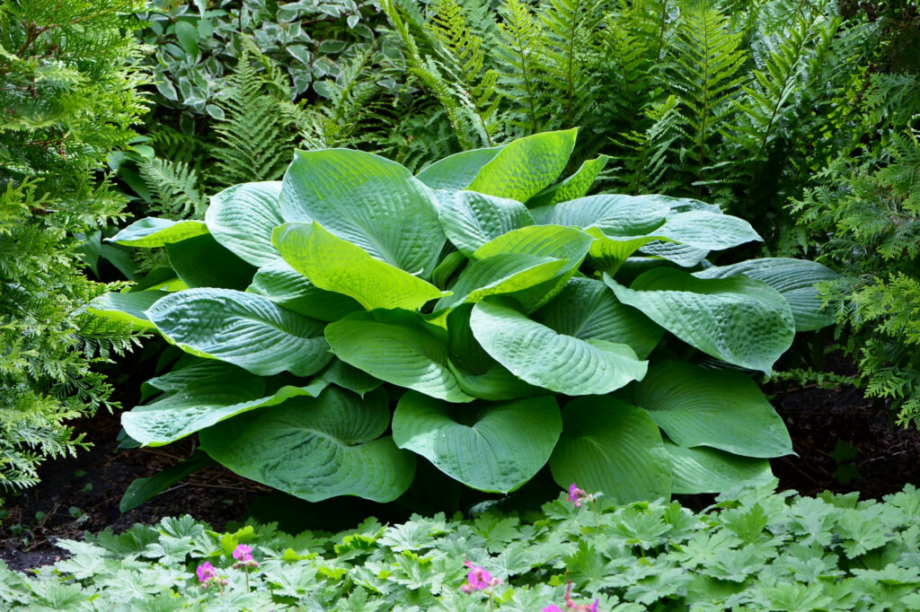 Huge bright green hosta leaves surrounded by other lush green foliage