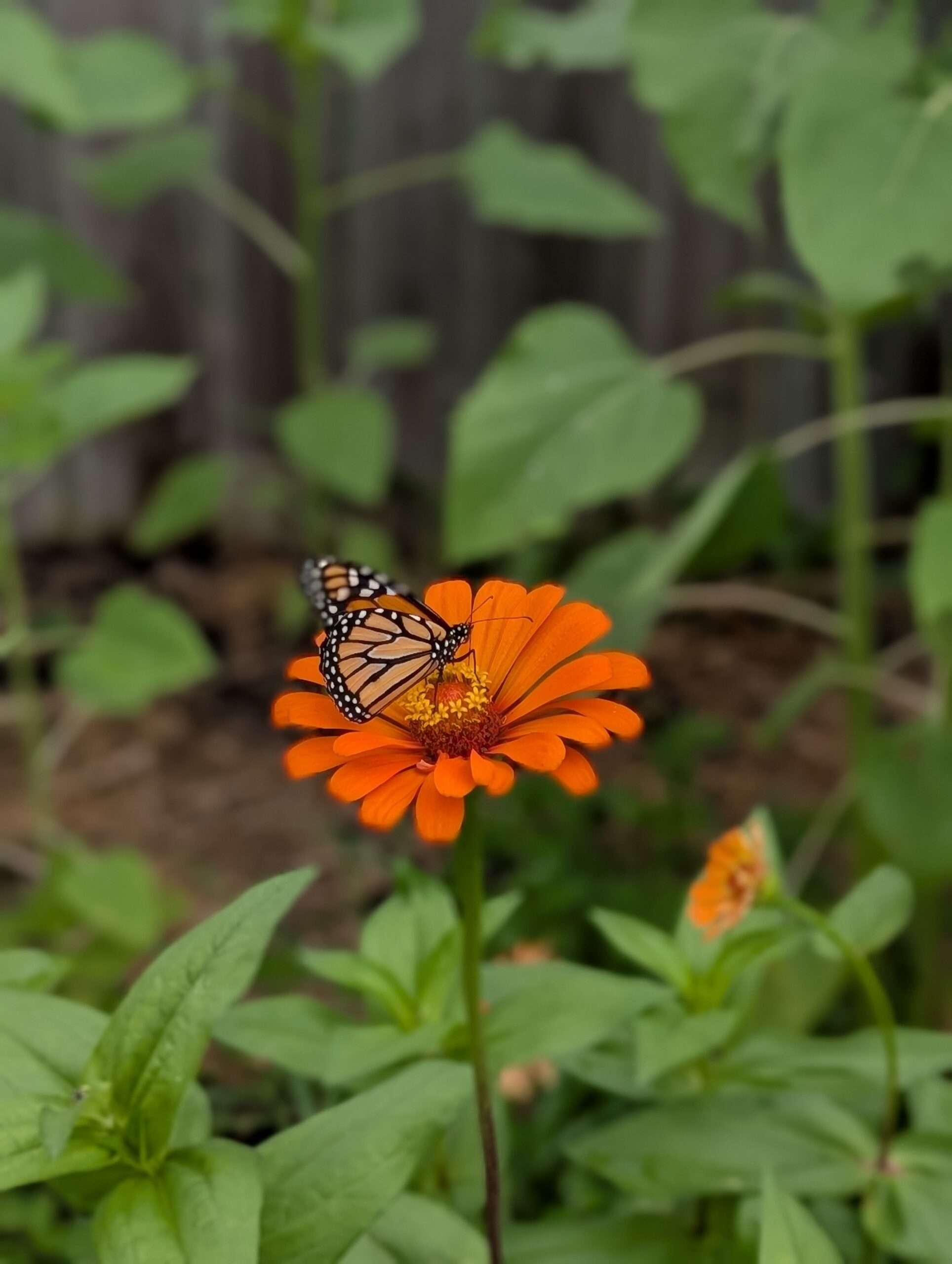 Butterfly Zinnia