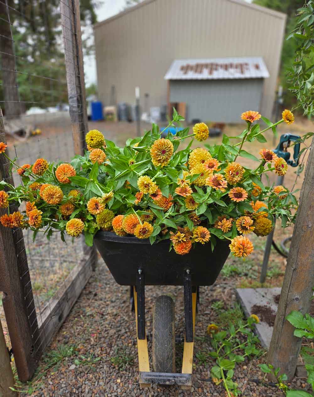 orange zinnias in a wheelbarrow