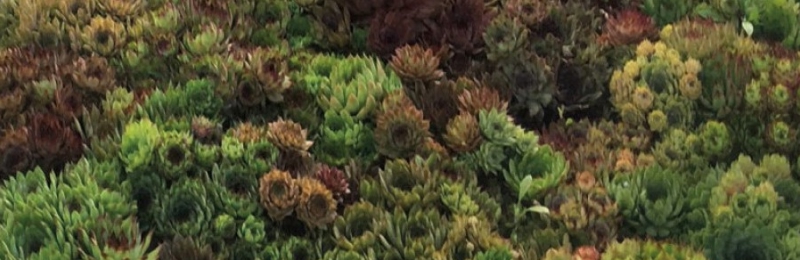 Sempervivum Seeds