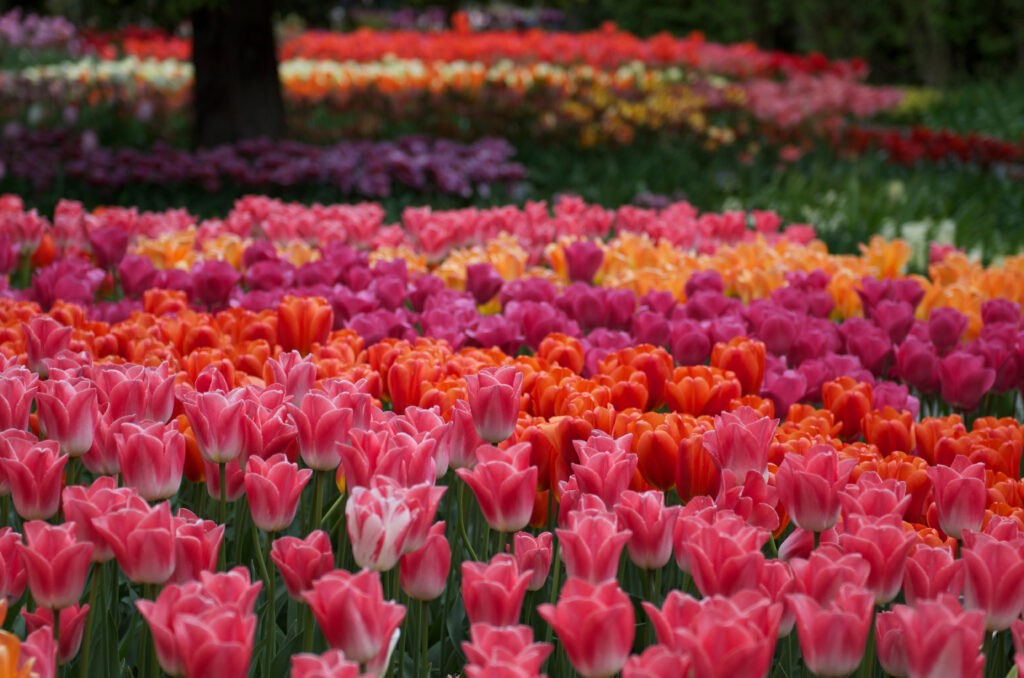 thick bands or rows of tulips in pink, red, purple and orange