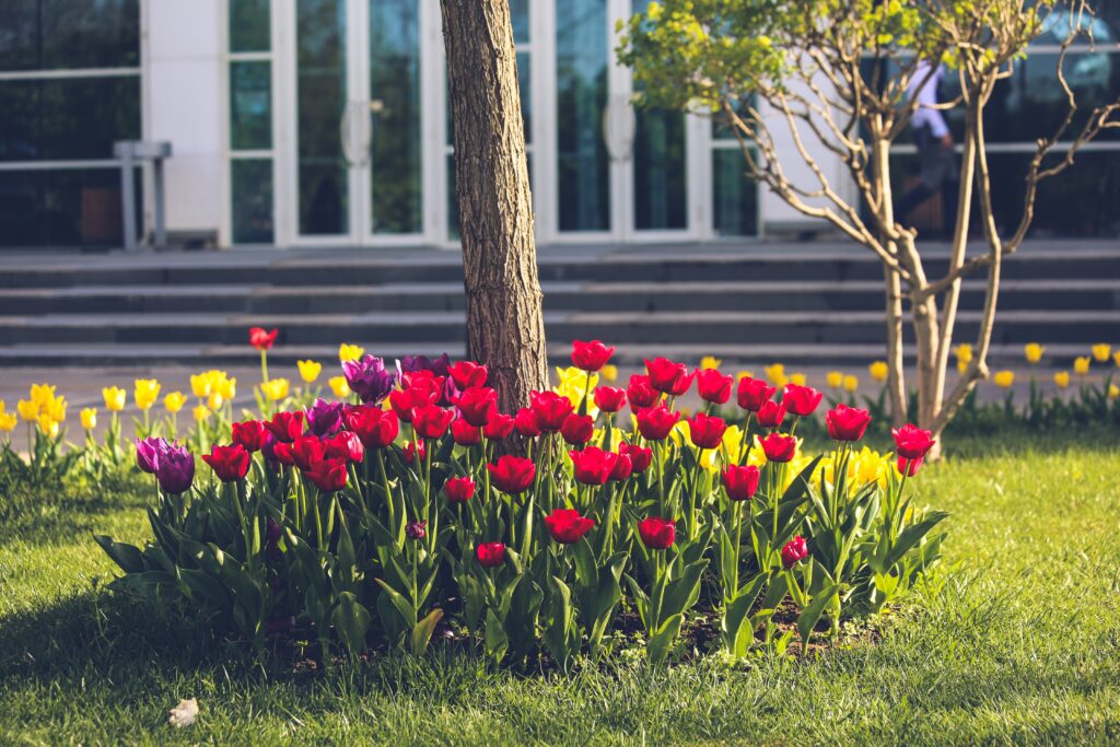 red tulips growing around the base of a tree with more yellow tulips along the walkway in the background and a building with large steps in the background