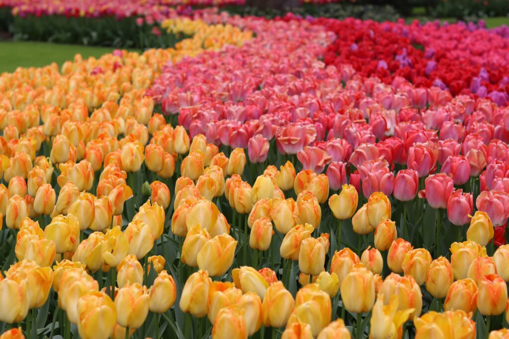 thick bands of yellow, pink and red tulips 