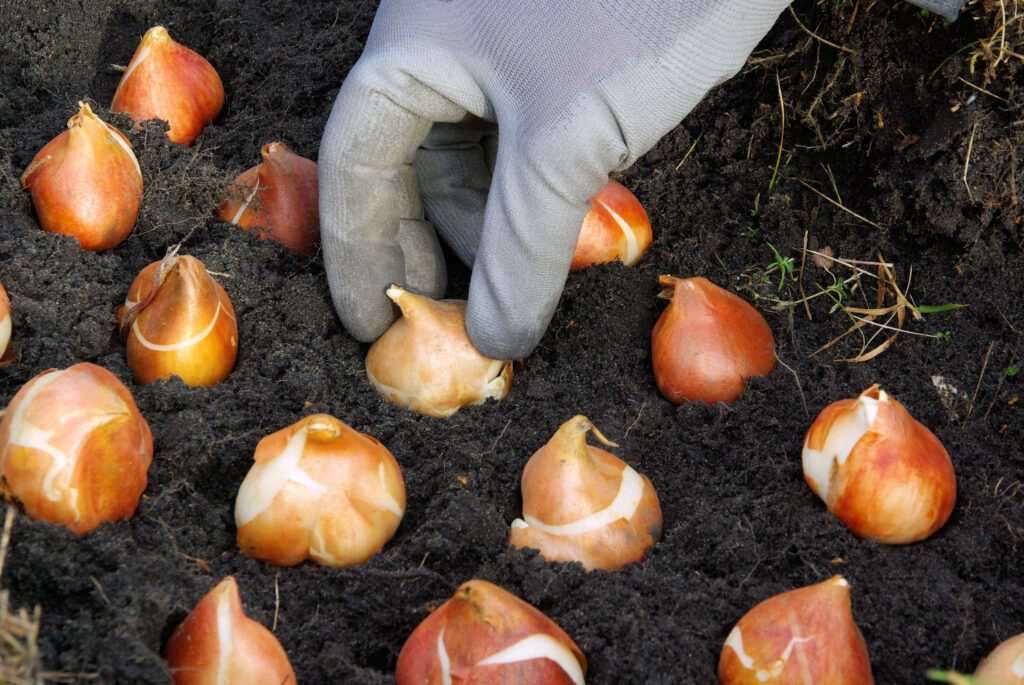 a grey gloved hand placing tulips bulbs in the dirt in rows