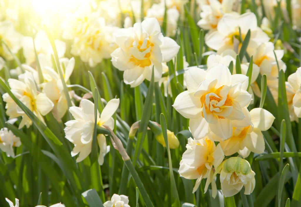 lose up of pale yellow petals of a daffodil with deeper yellow centers