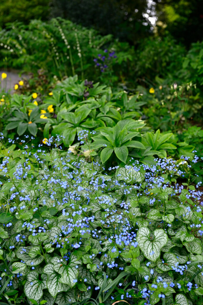 Siberian Buglass plant with dark and light green heart-shaped leaves and tiny sky blue flowers