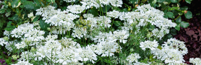 White Lace Seeds