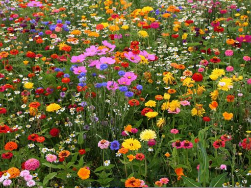 Discover the Magic of our Exclusive Flower Mixes