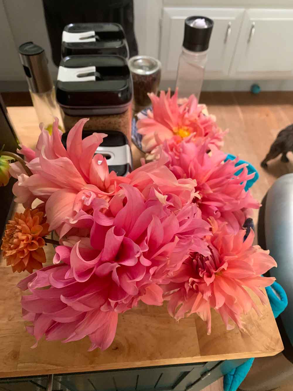 Dahlia