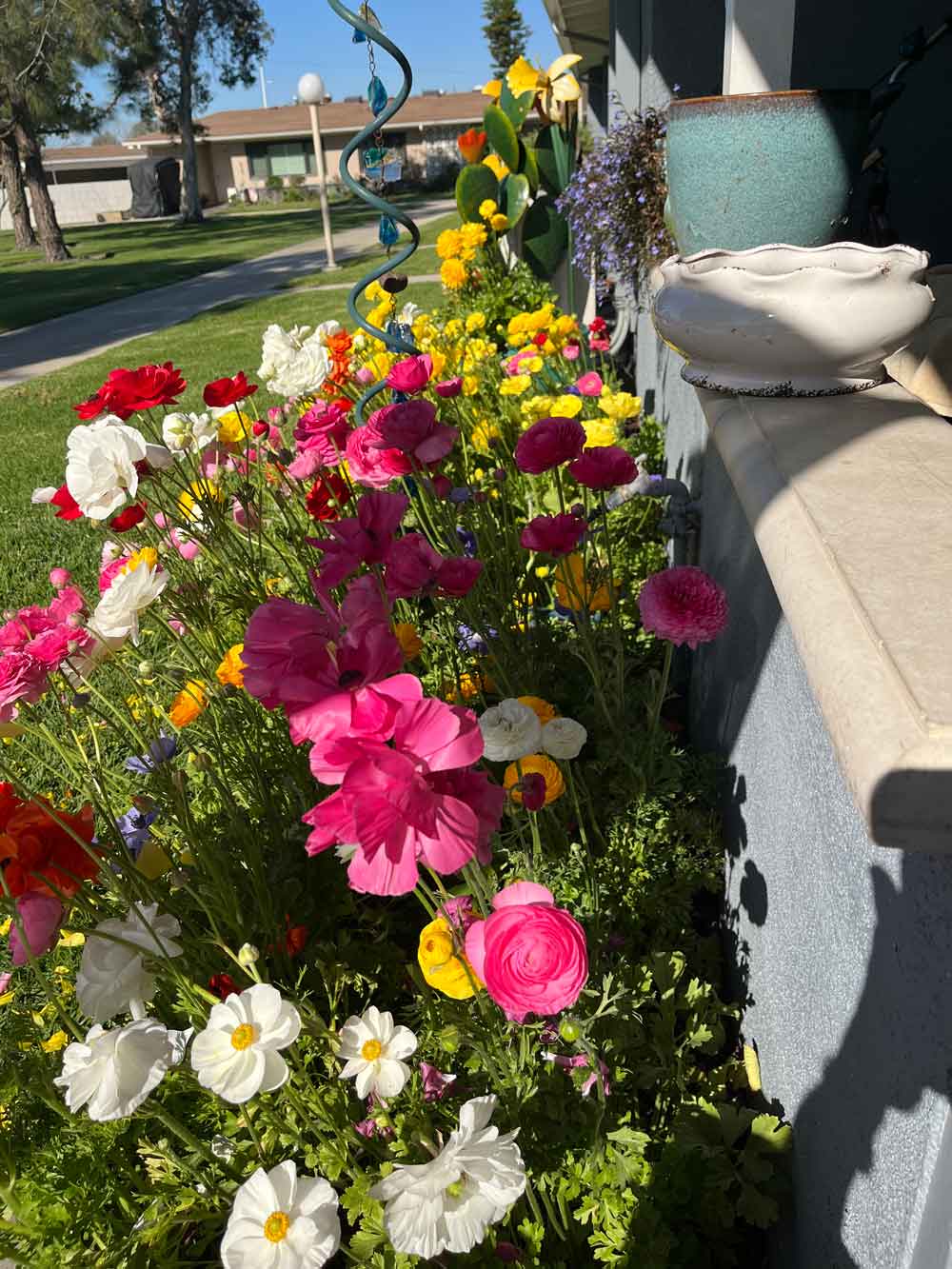 Ranunculus