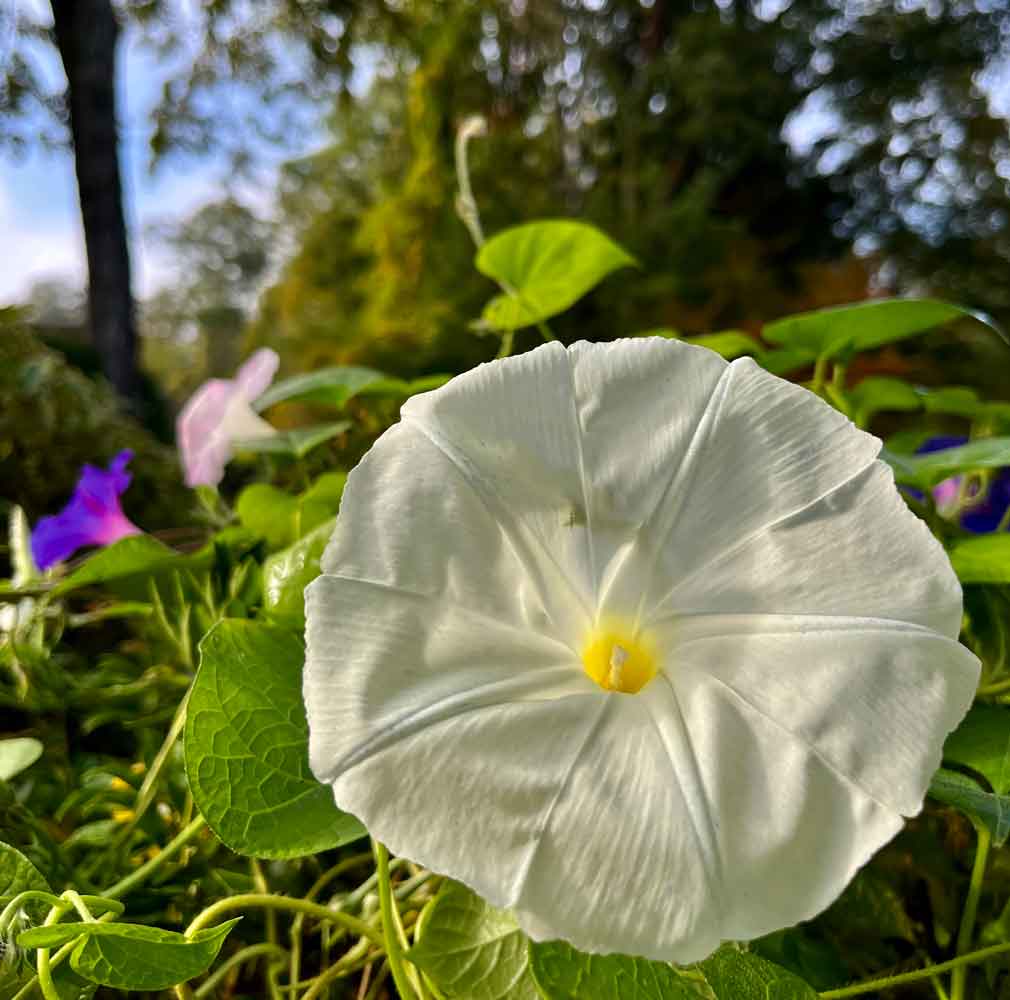 Morning glory is in moon flowers rambling on through the fall!