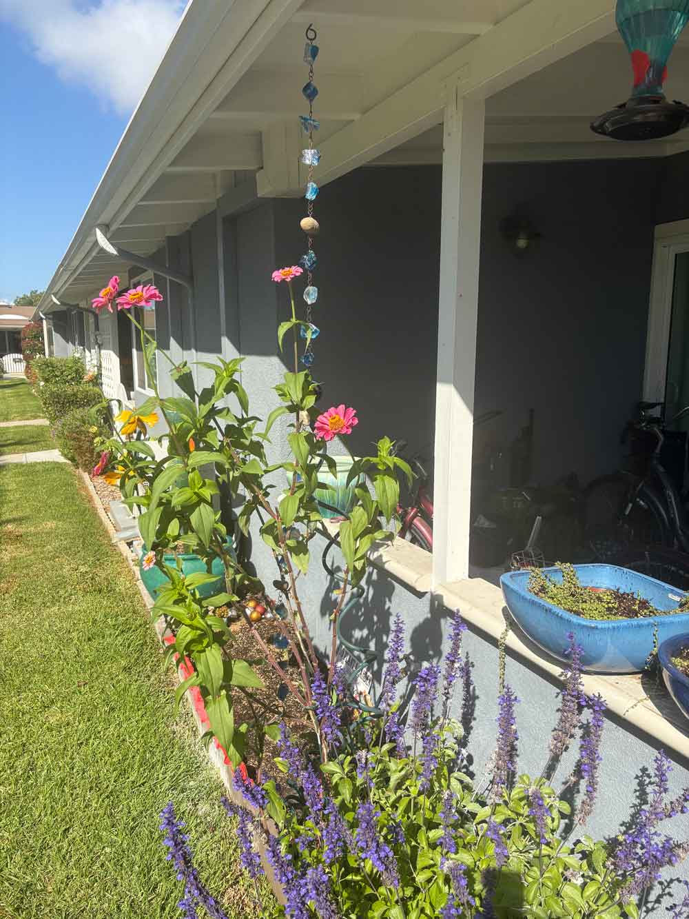 Moenia plant that was put in last spring survived and is taller than me