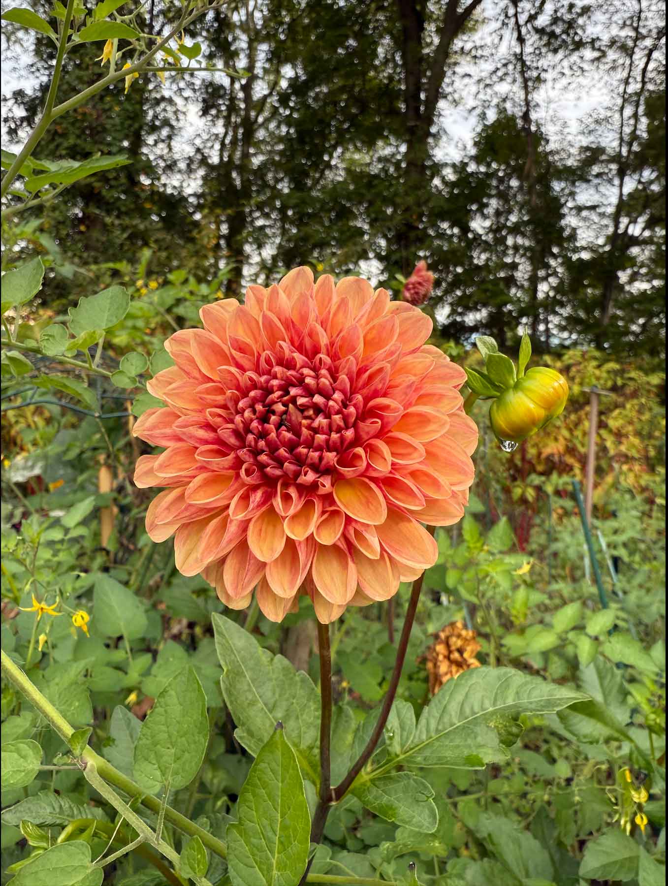 Beautiful Dahlia