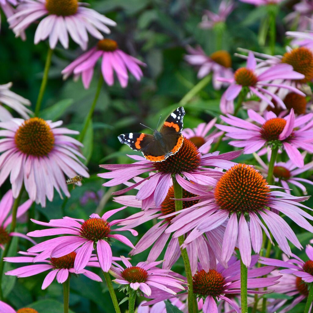 coneflowers with purple petals and orange centers with a brown, orange black, and white butterfly on one of the centers and blurred green foliage in the background