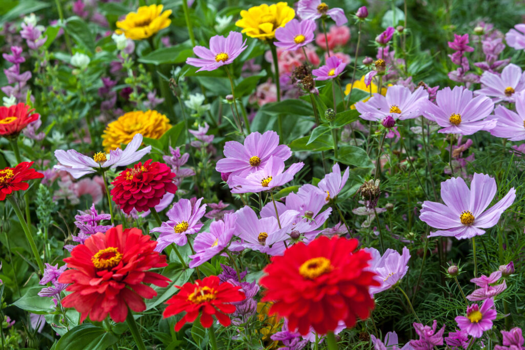 Bright red zinnias and light purple cosmos with some other yellow pink and purple flowers blurred in the background with green foliage