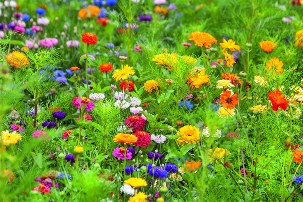 A variety of brightly colored yellow, red, orange, purple, blue, pink and white wildflowers with lush bright green foliage