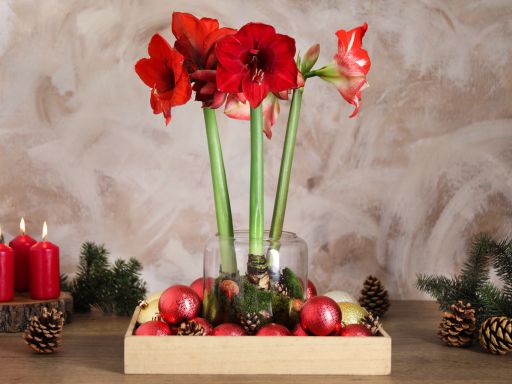 Tips for Using Amaryllis and Paperwhites for Holiday Centerpieces