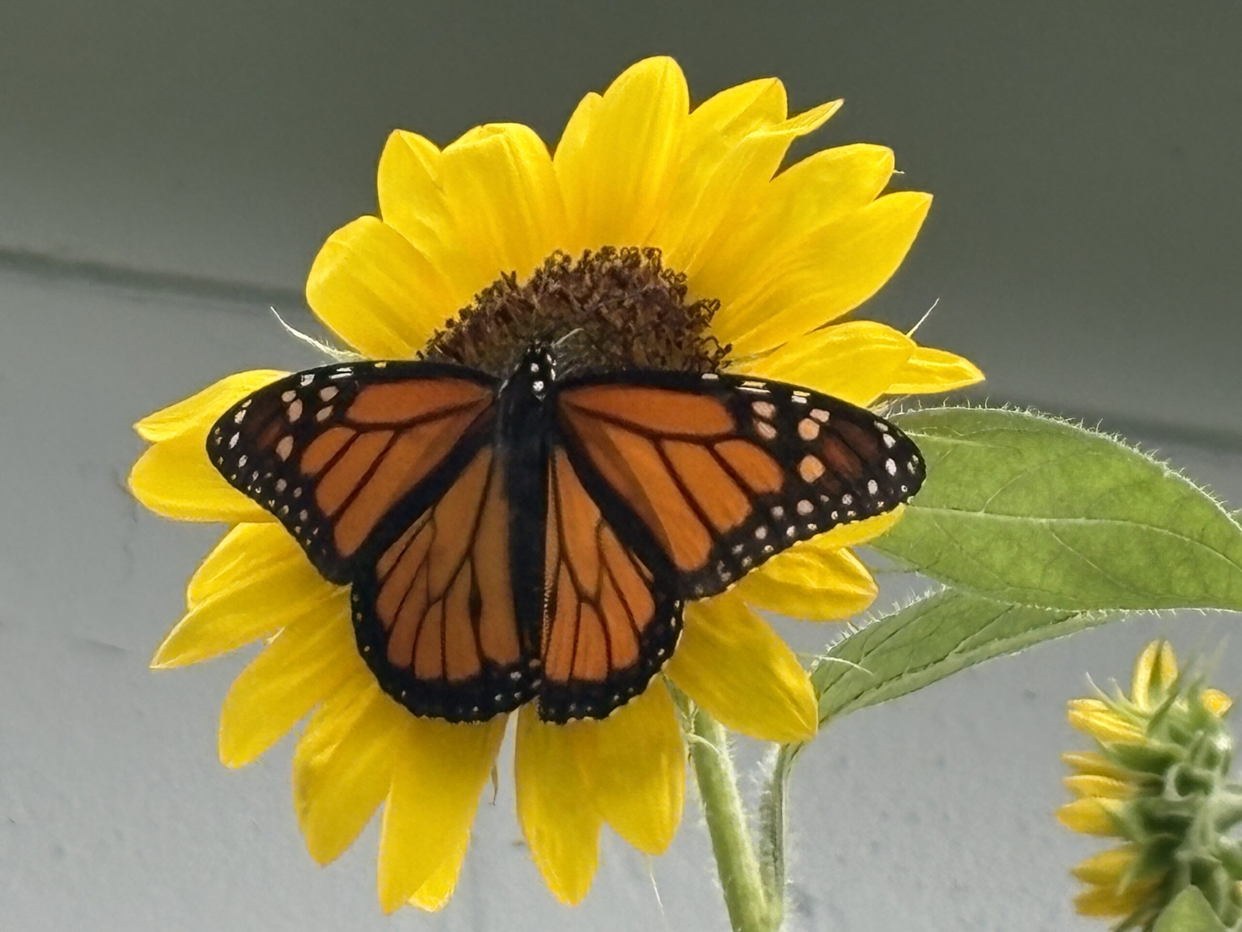 Monarch and Sunflowers