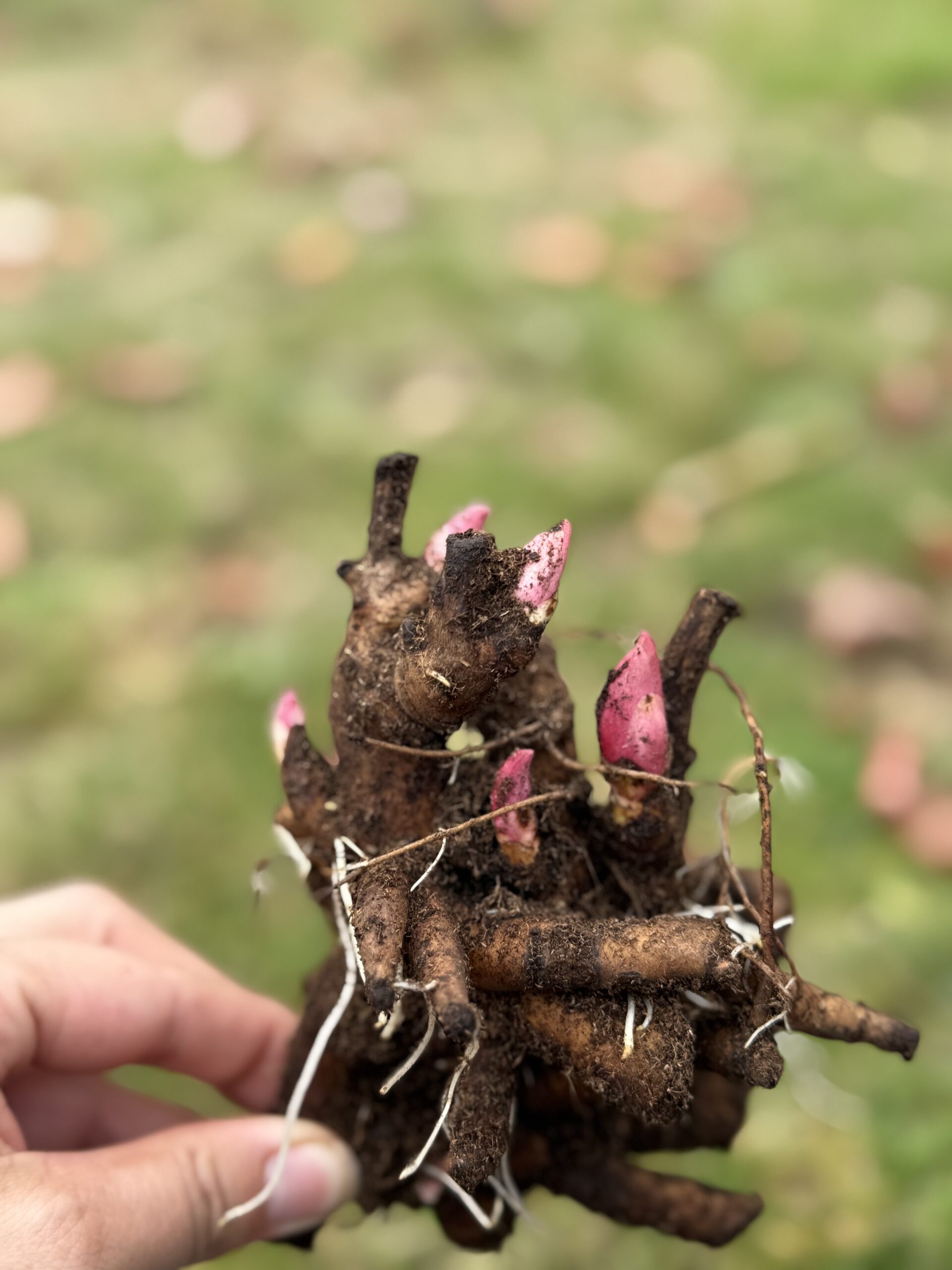 Peony Roots