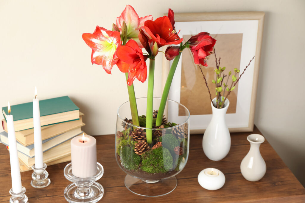 red amaryllis flowers arranged with pinecones and moss in a glass pedestaled pot on a wooden table with small white vases and candles