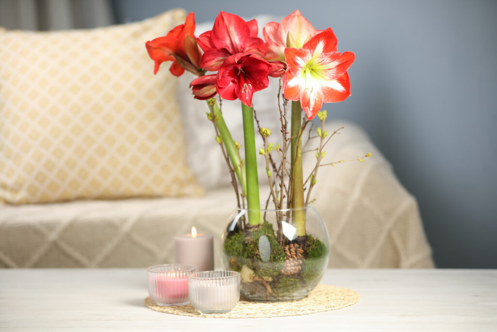 red and white amaryllis flowers arranged in a round glass pot with pinecones and moss next to some candles on a table