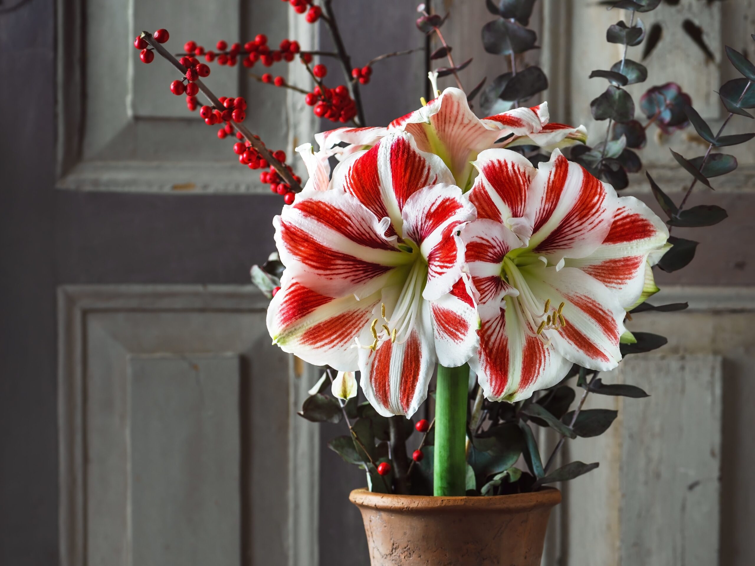 red ans white striped amaryllis flowers in a ceramic pot with eucalyptus leaves and red holiday berries