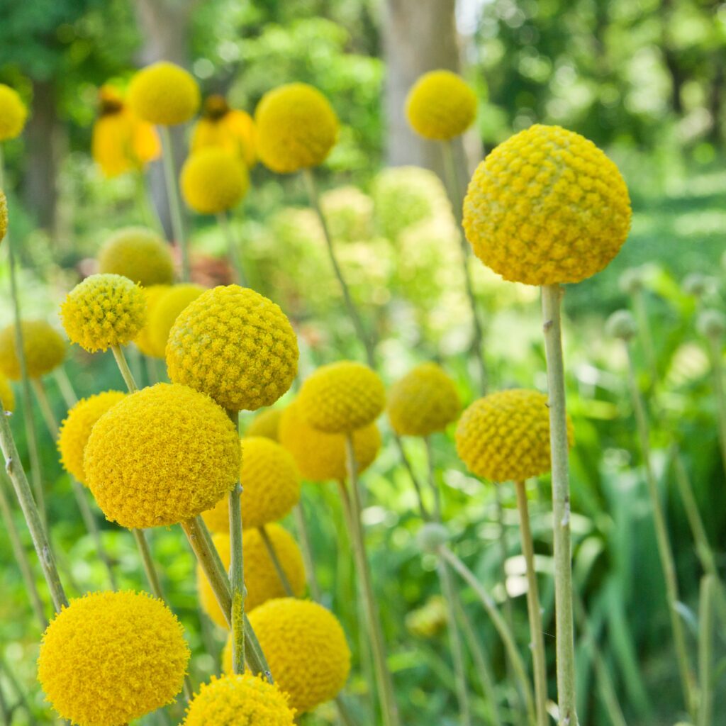 spherical yellow billy button blooms standing tall among green foliage