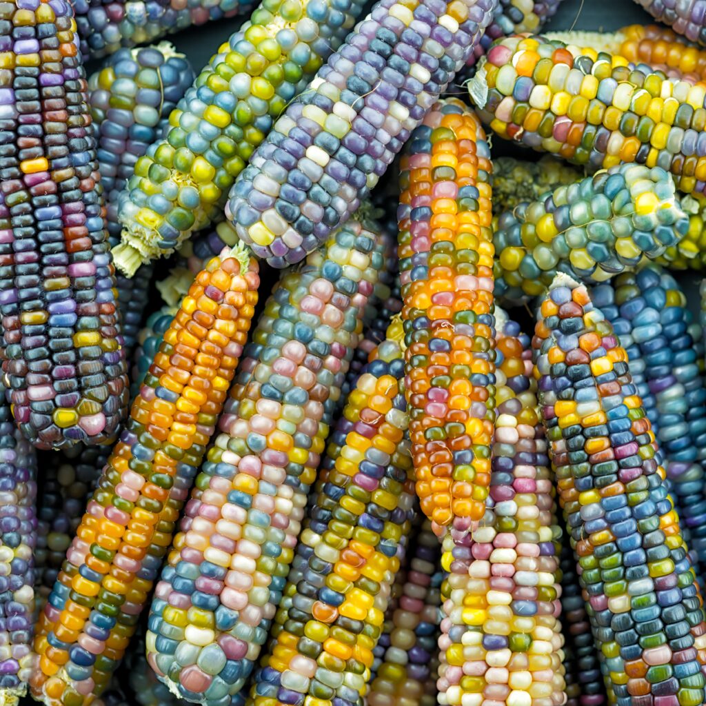glass gem corn on the cob in a rainbow of colors