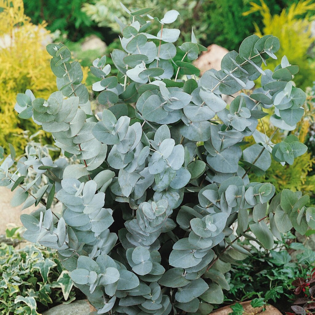 a eucalyptus plant with wide flat silvery green leaves