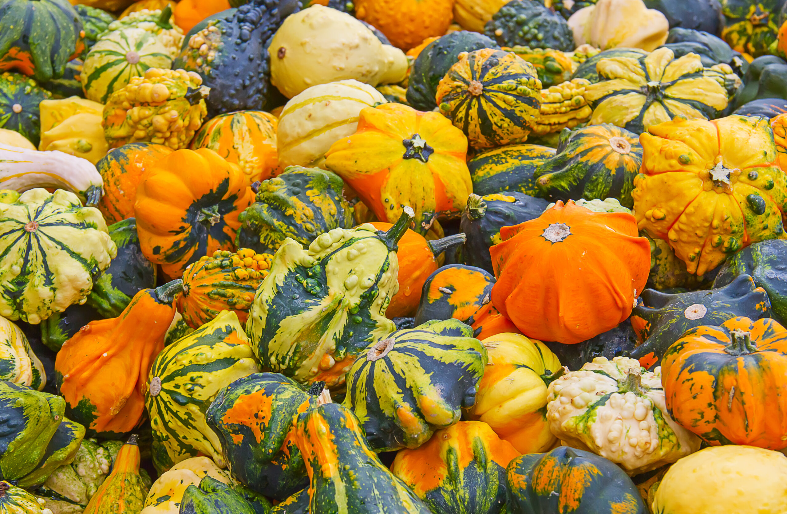 a pile of gourds in a variety of irregular shapes and colors in yellows, oranges, and greens