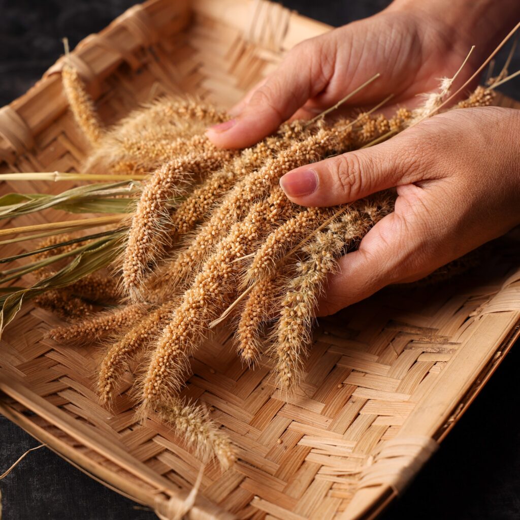 hands holding setaria - foxtail millet over a woven basket