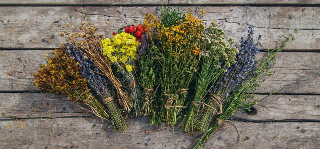 bundles of cut herbs