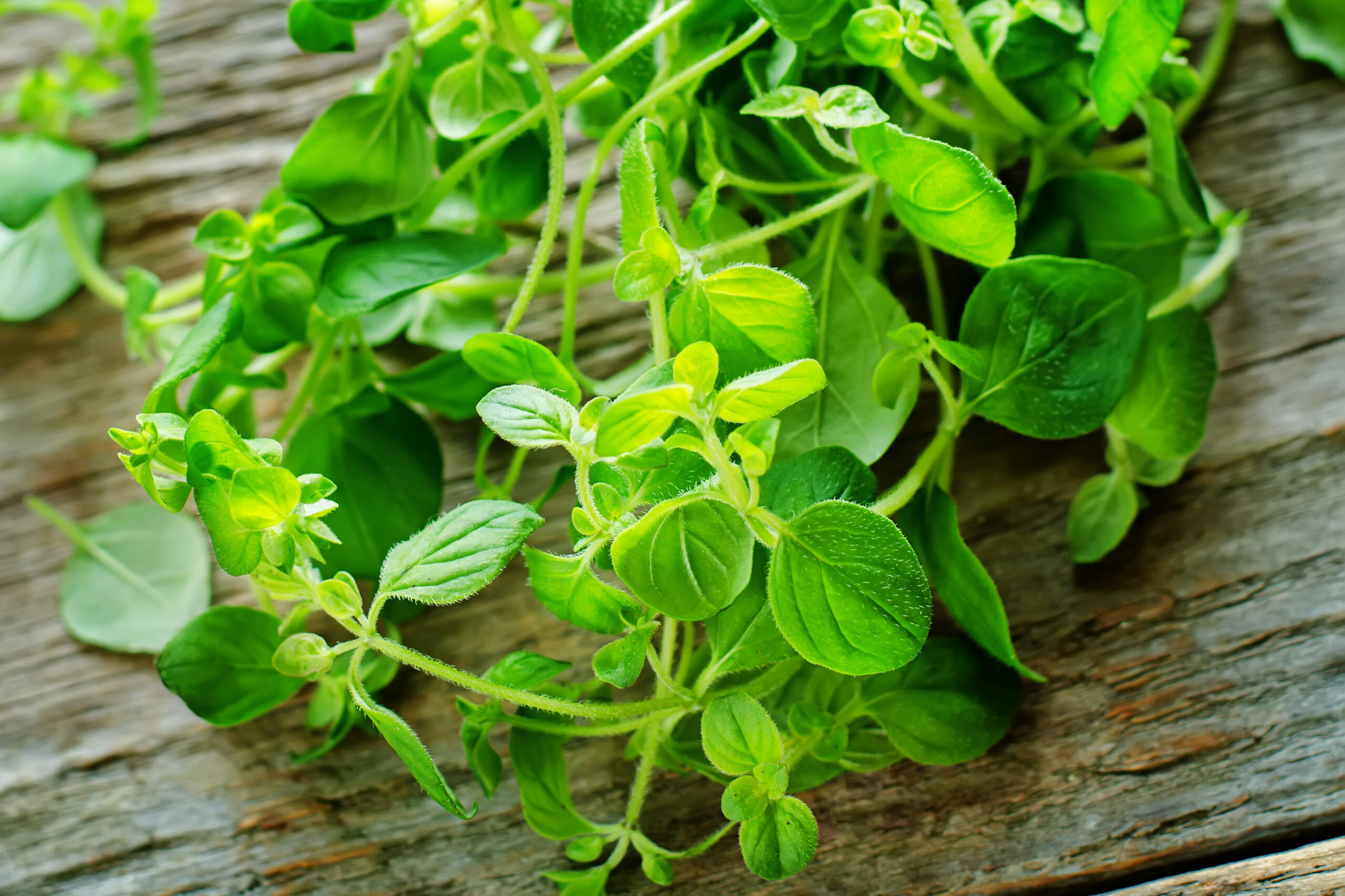 a bundle of oregano on a wooden surface