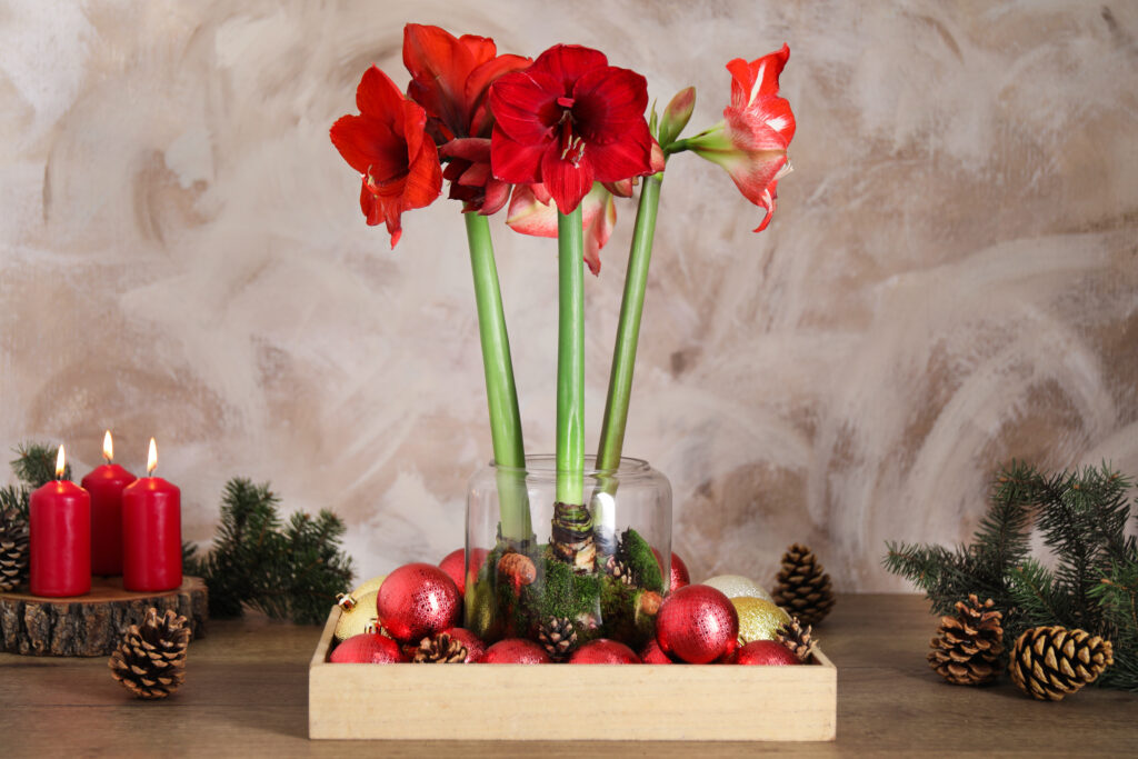 red amaryllis flowers arranged as part of a holiday centerpiece with red ornaments and pinecones on a wooden surface