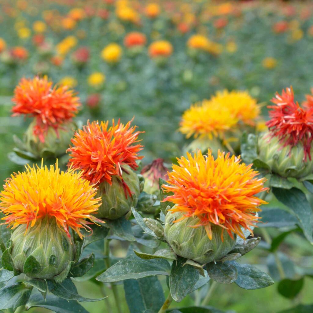 orange, yellow, and red safflower blooms