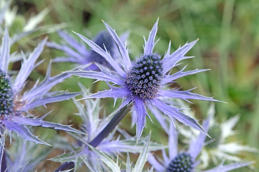 periwinkle blue colored see holly flower with skinny jagged petals 