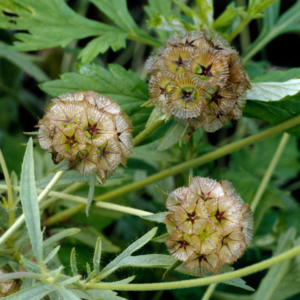 starflower pods with clusters of muted colored pods among green foliage