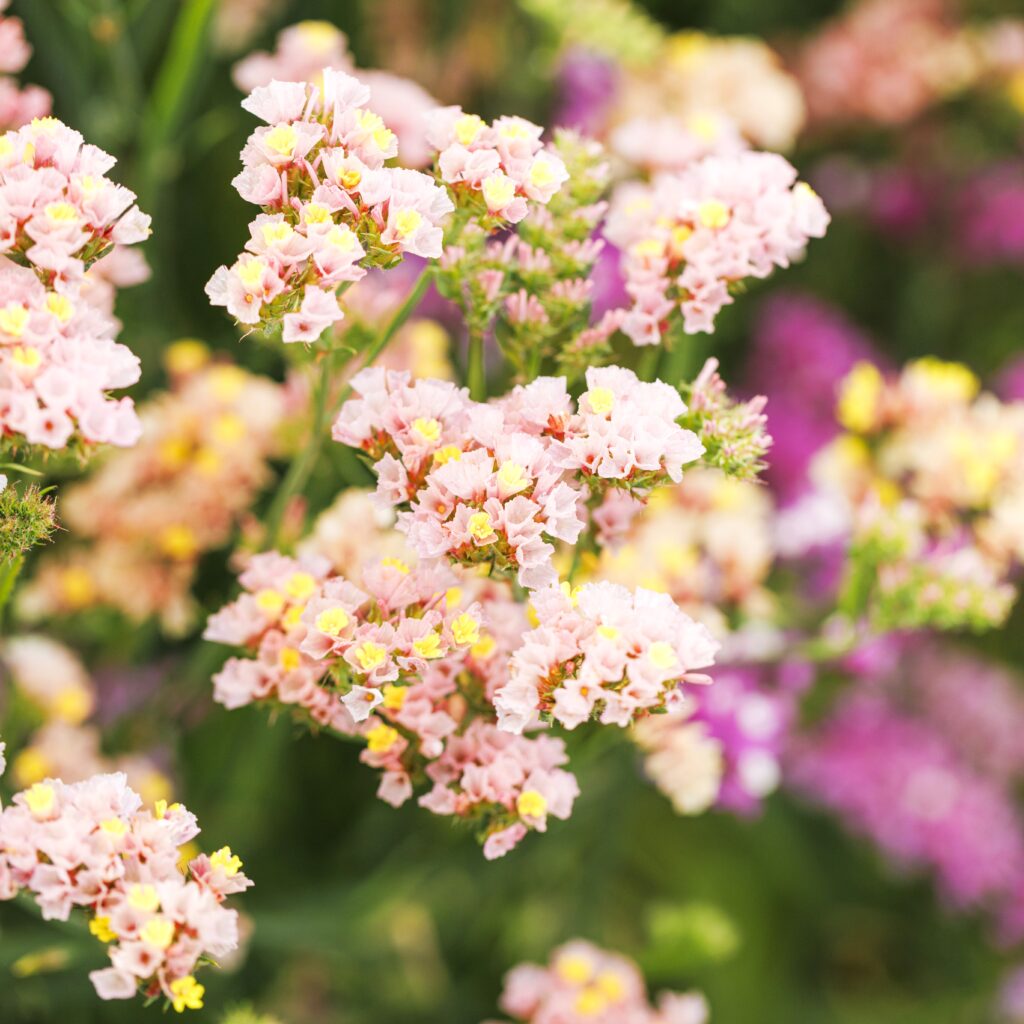 clusters of dainty pink and yellow statice flowers