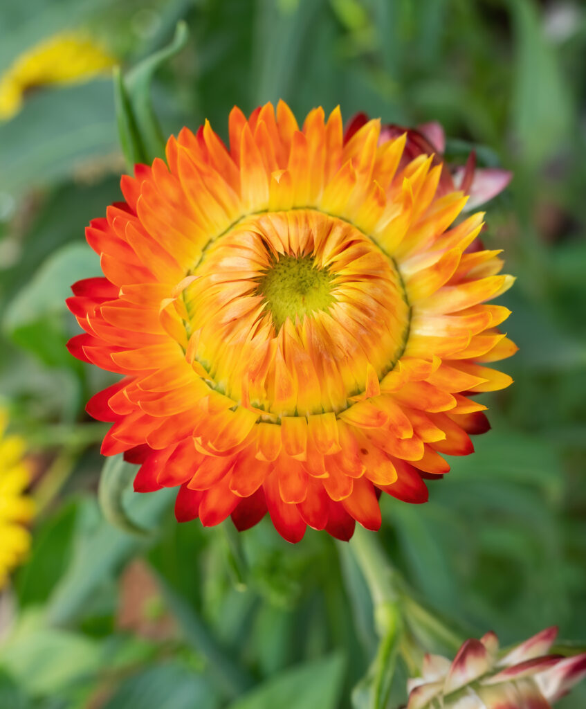 close up of strawflower that is bright yellow in the center and fades to a bright orange to the outer petals