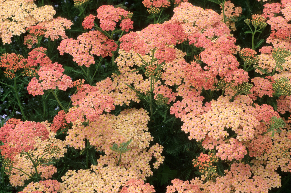 pink and peach colored yarrow flowers