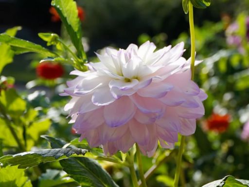Adding Dahlias to your Garden: Benefits & Getting Started