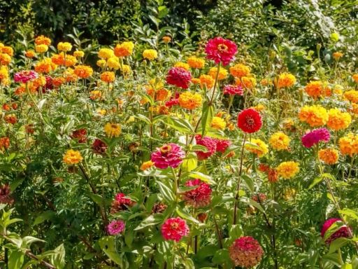 Adding Zinnias to Your Garden: Benefits & Getting Started