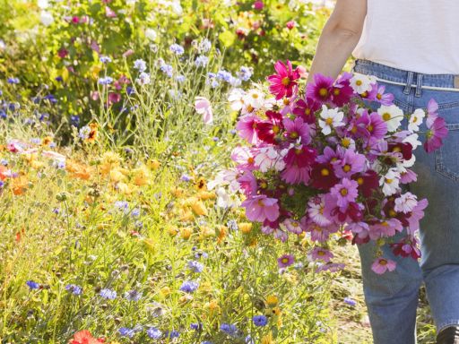 How to Plant & Grow All Annual Wildflower Seed Mix