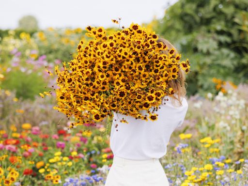 How to Plant & Grow All Perennial Wildflower Seed Mix