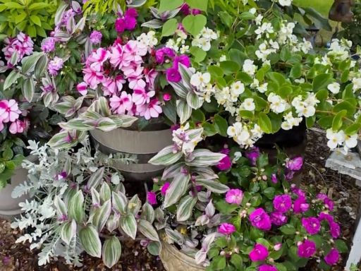 Shade Gardening: Benefits & How to Get Started