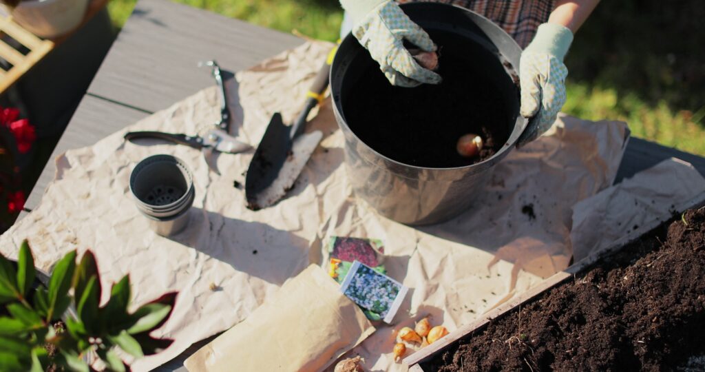 Woman hand plant a tulip bulb in pot. Home gardening. Hobbies and leisure concept.
