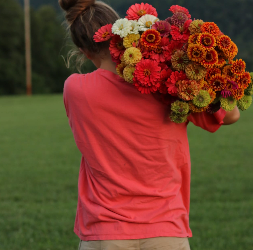 back of a woman in red shirt carrying a huge bouquet of zinnias in reds, oranges, yellows, and whites over her shoulder